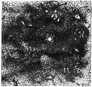 The Earth in A’ji