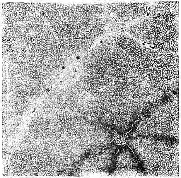 Etherean Worlds and Roadways for Sun-phalanxes