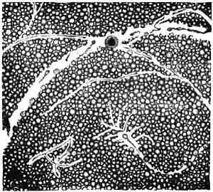 The Earth in the Arc of Bon