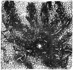 Se’muan Firmament