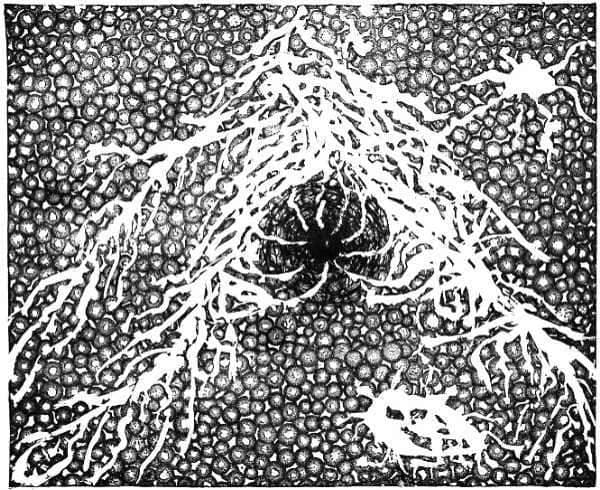 Arc of Kosmon